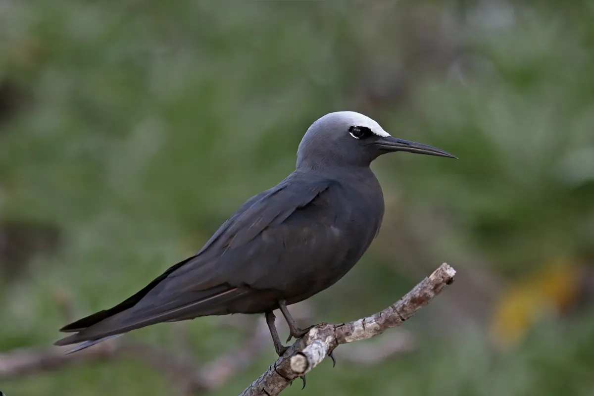 Black Noddy adult