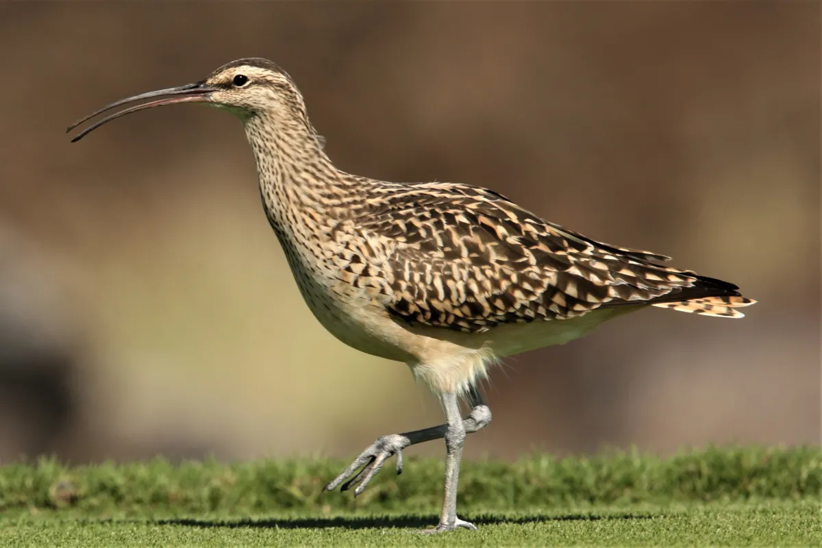 Bristle-thighed curlew