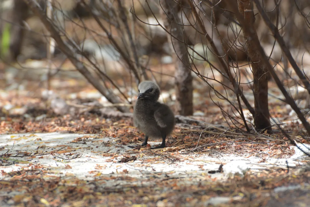 Brown Noddy 