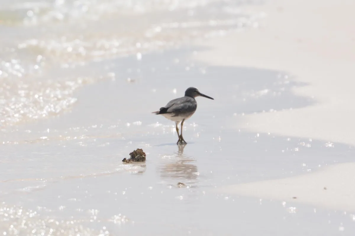 Wandering tattler