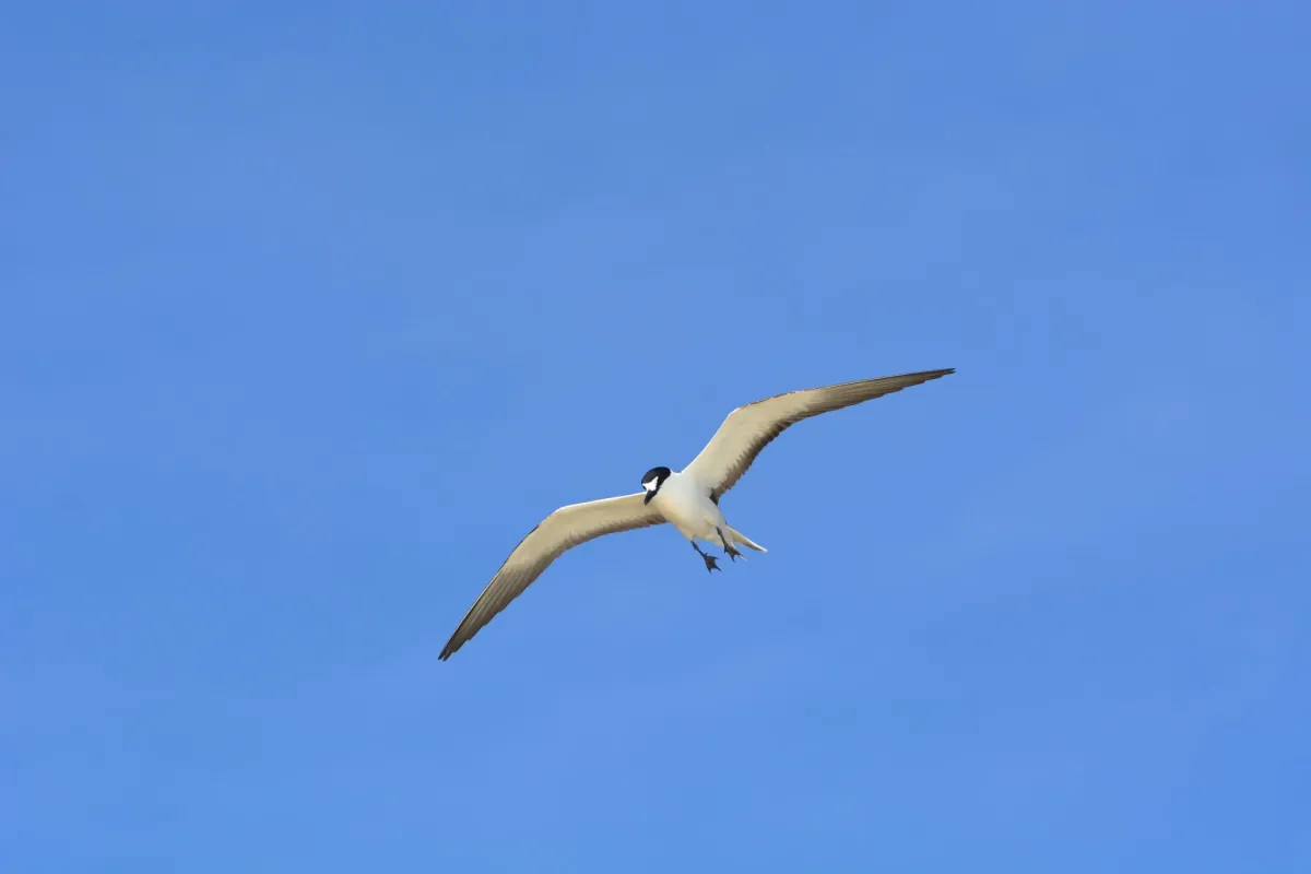 Sooty Tern fly