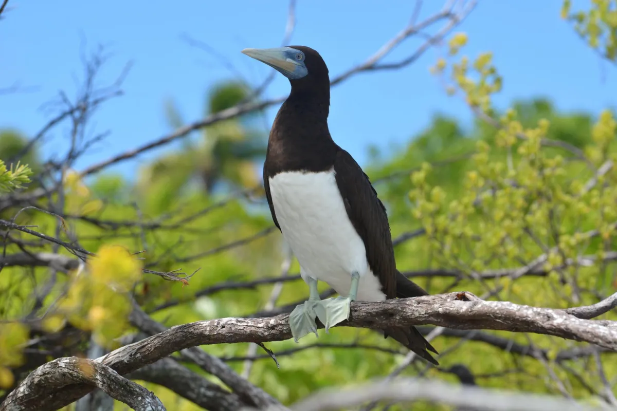 Brown booby