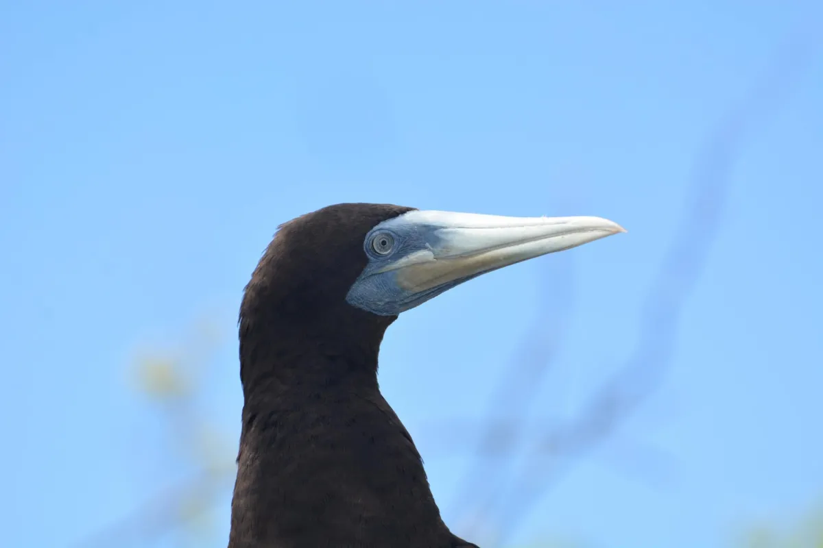 Male individual