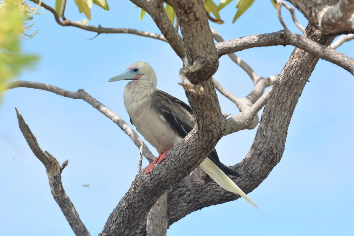 Red-footed booby