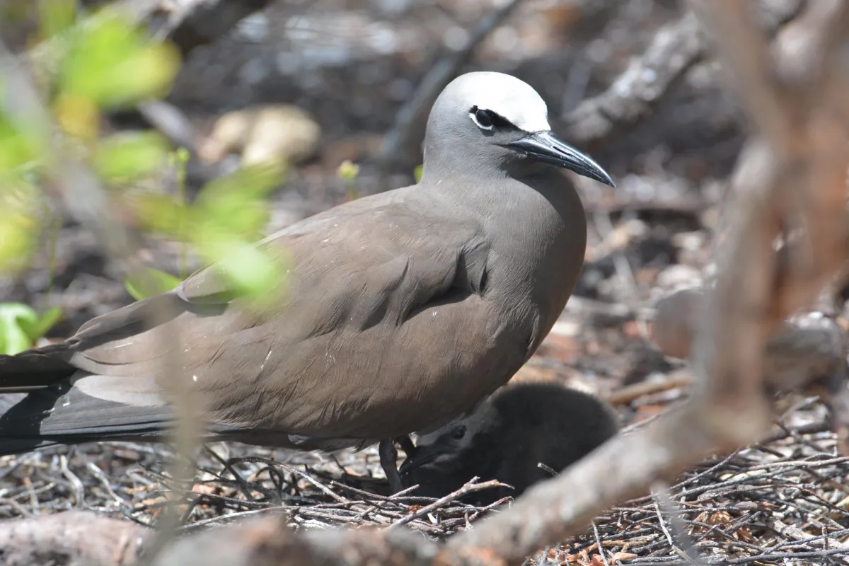 Brown Noddy adult with his baby