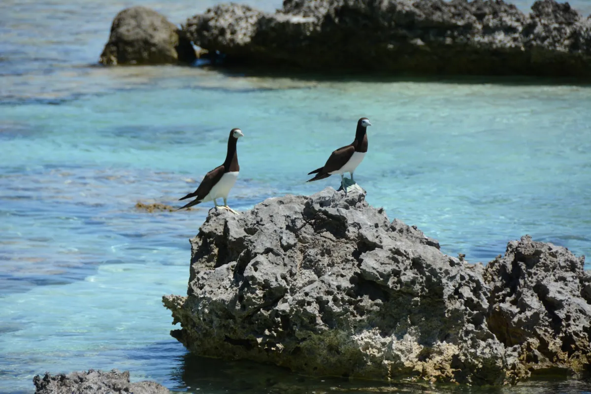 2 brown boobies