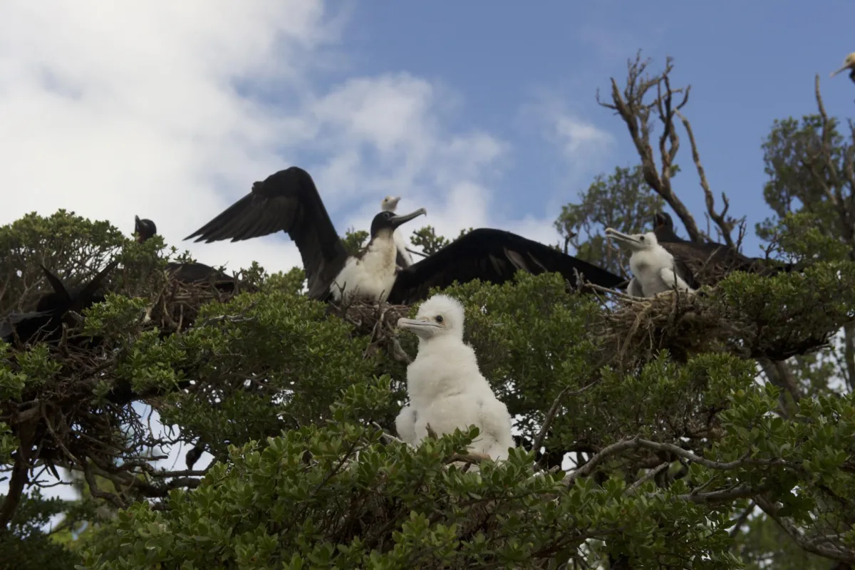 Great frigatebird female adults with babies