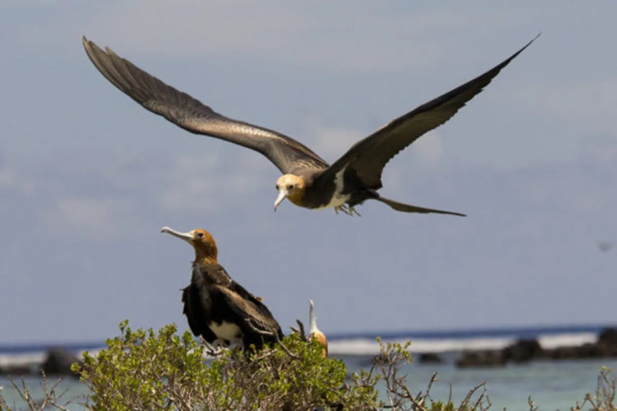 Lesser Frigatebird adults