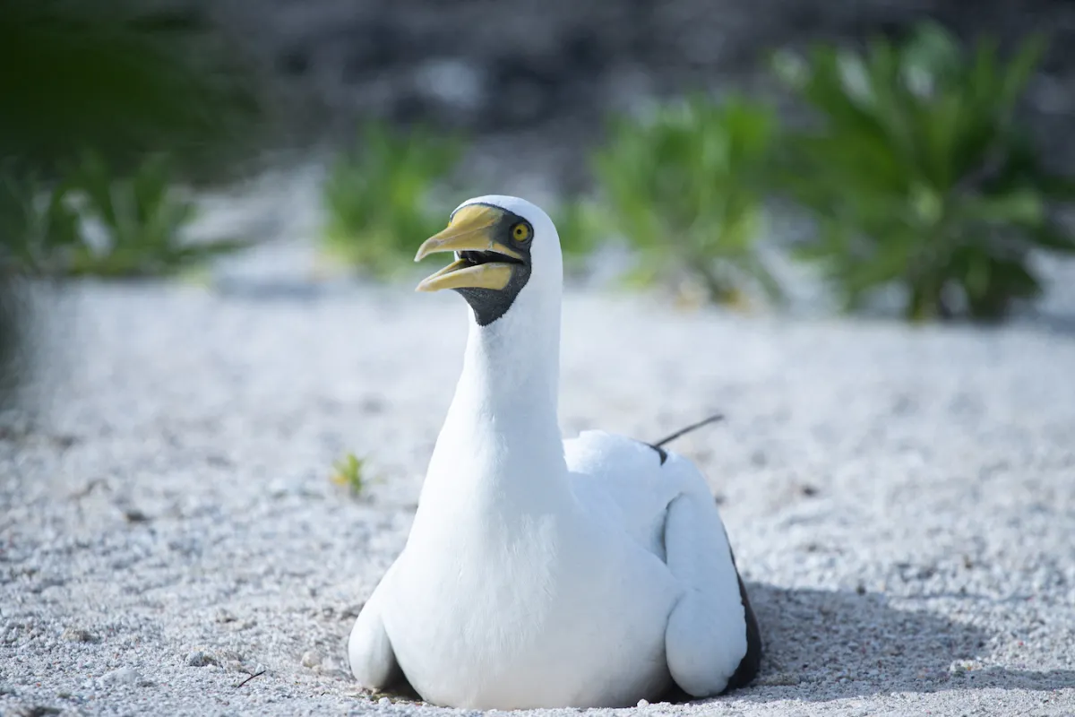 masked booby on motu Hiraanae Tetiaroa