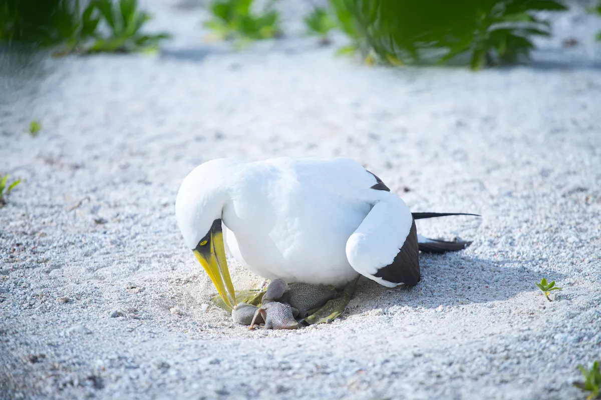 masked booby parent with 2 hatchlings