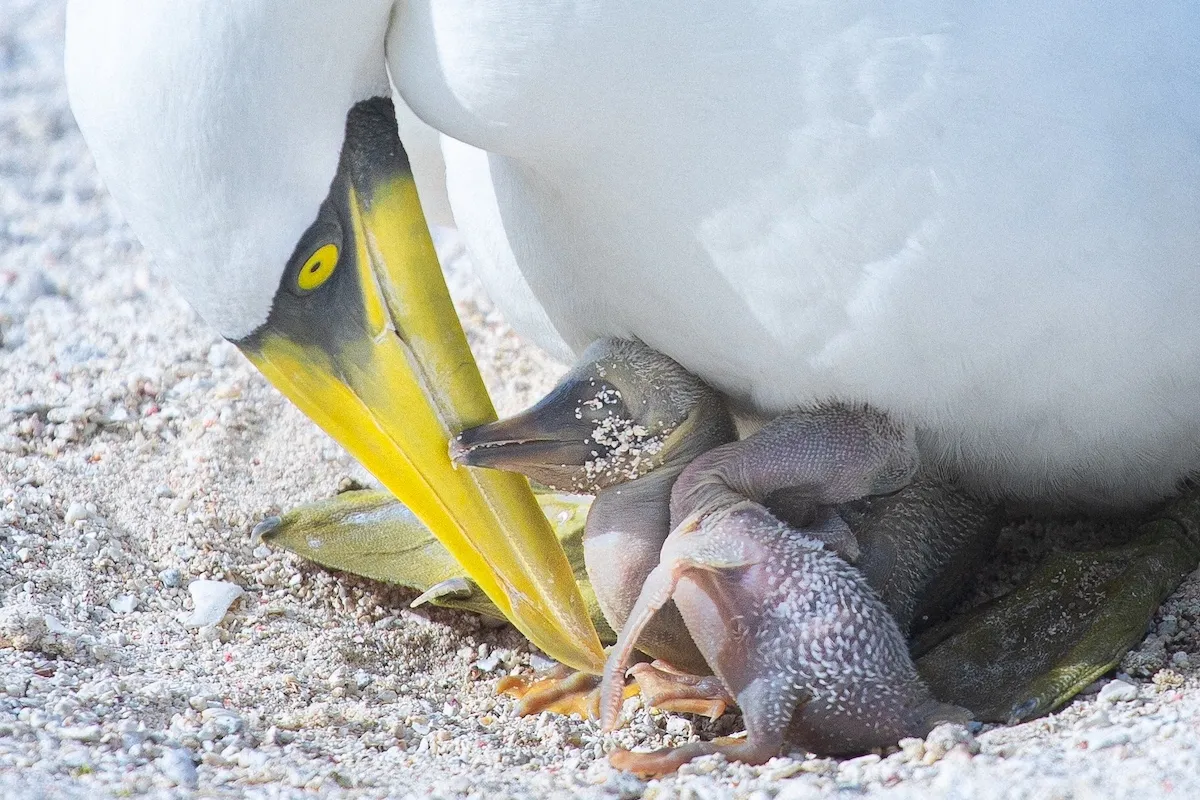 masked booby parent caring for hatchlings