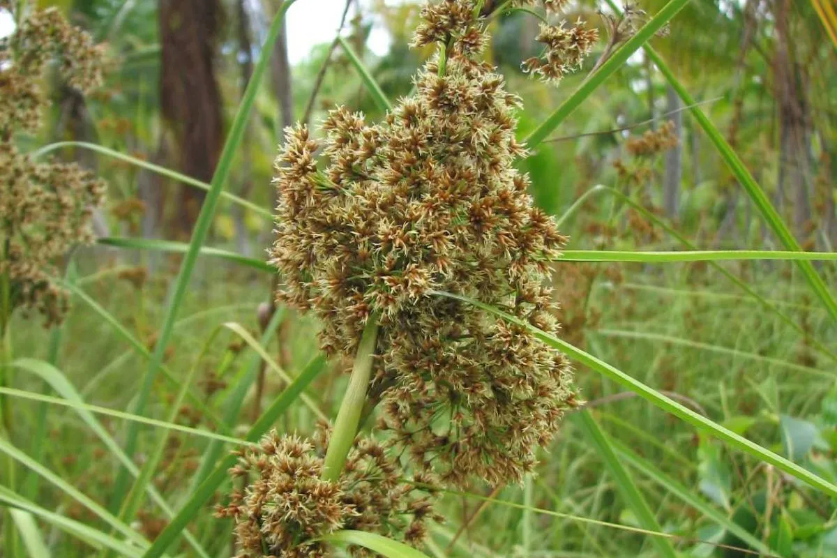 A brown flower