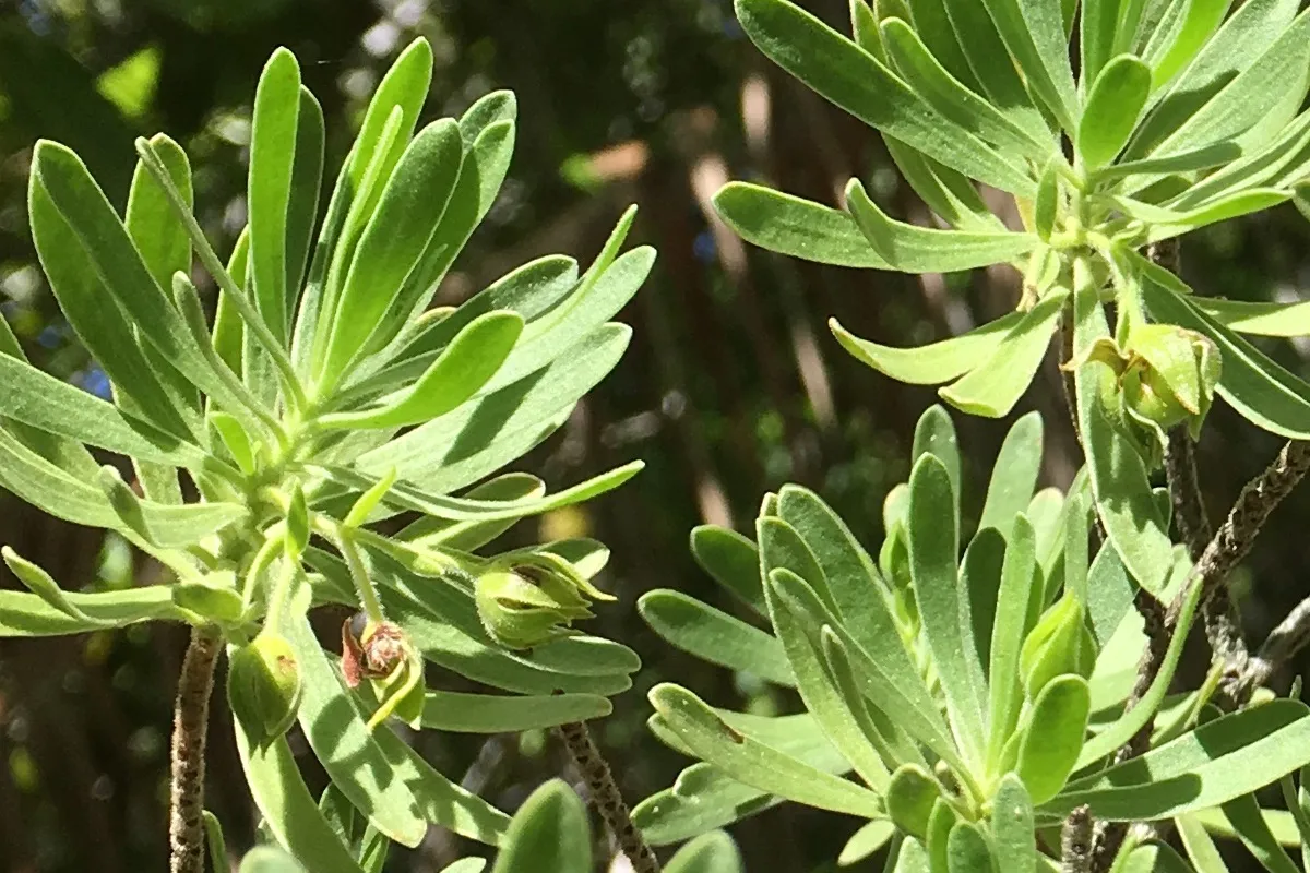 Bay cedar along the coast of motu Rimatu'u