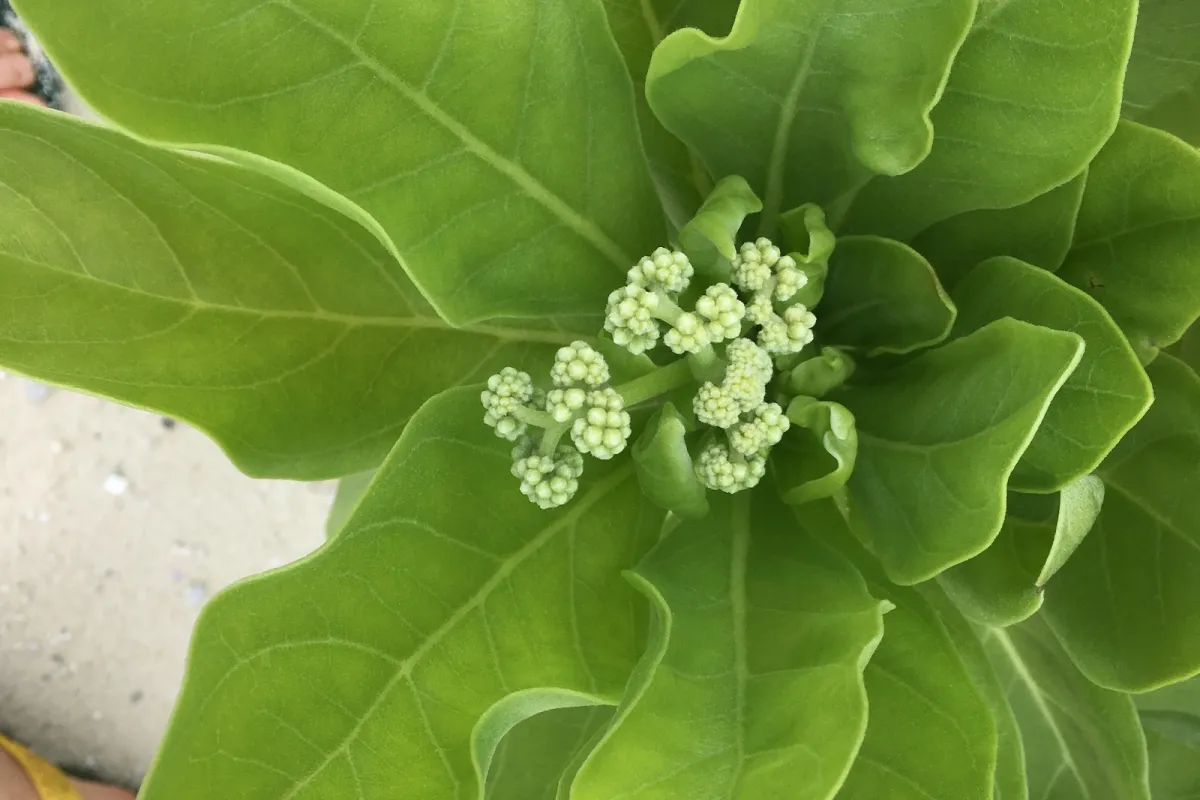 Les fleurs sont utilisées dans les monoï