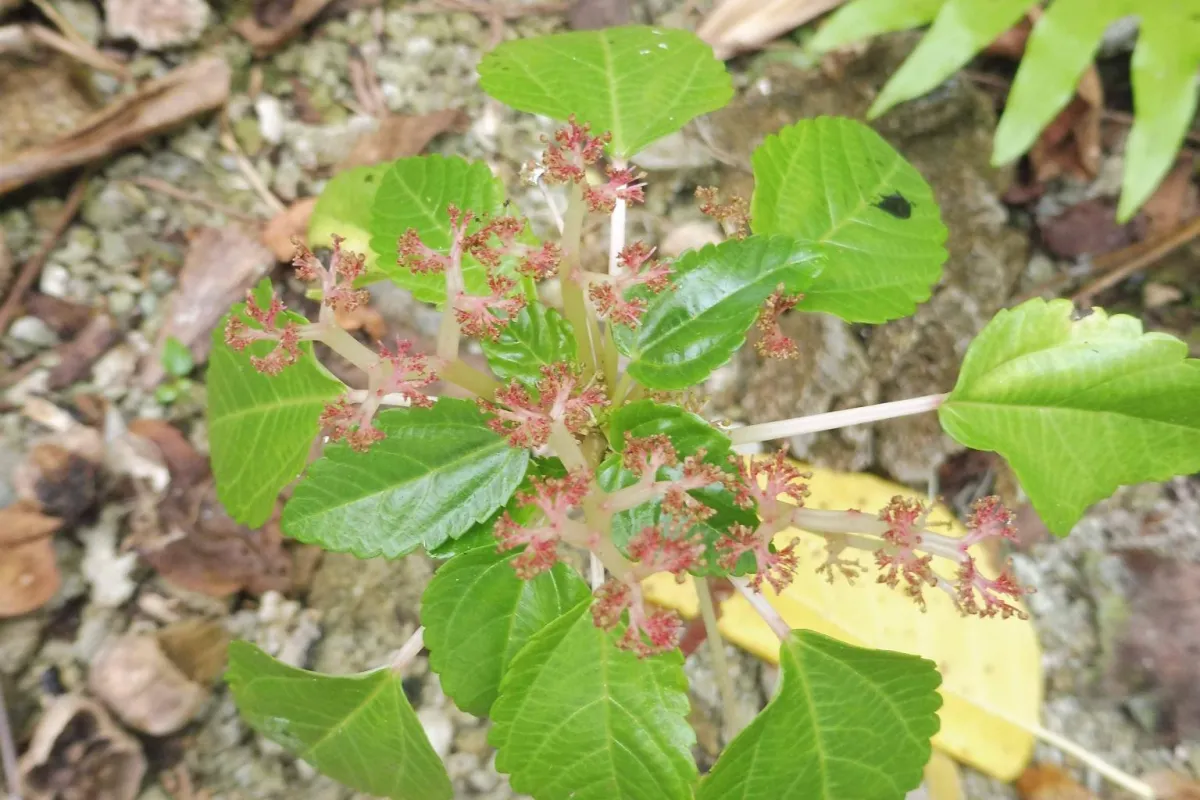 Laportea ruderalis in flower