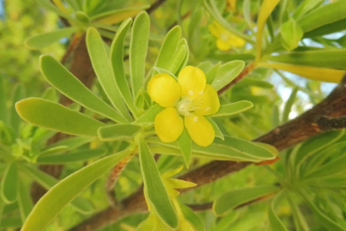 Surinam marítima flower on Onetahi