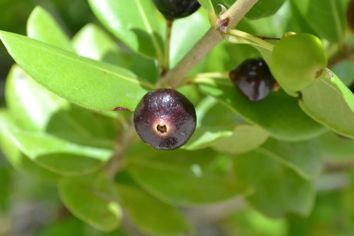 Ripe fruit