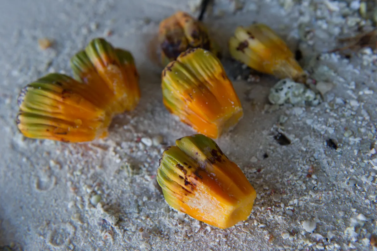 the edible parts of the pandanus