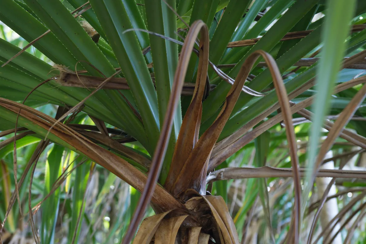 pandanus tectorius