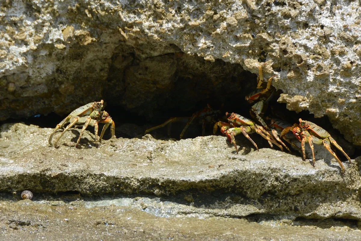 C'est très courant sur les plages rocheuses. Il peut courir très vite et sauter de rocher en rocher, et peut être amusant à observer.