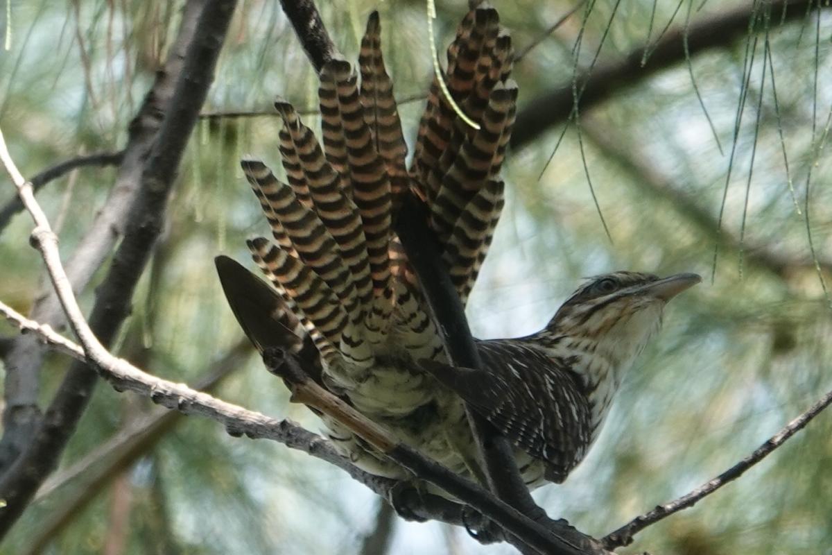 Its distinctive loud screech that is often heard before rain earning it the name “bird of the rain”.