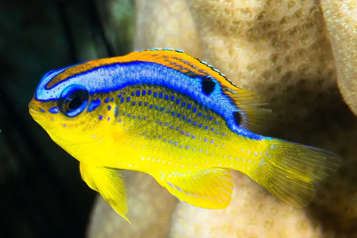 This small damselfish gets its name from its favorite habitat - where the waves break.