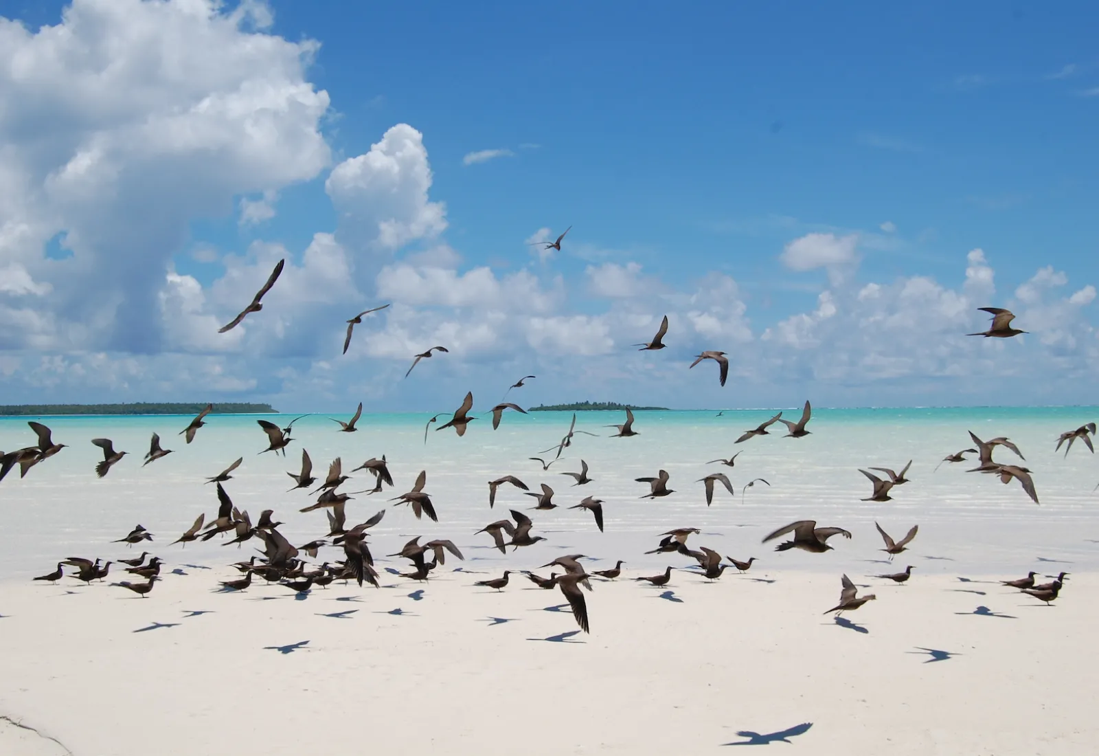 birds in flight