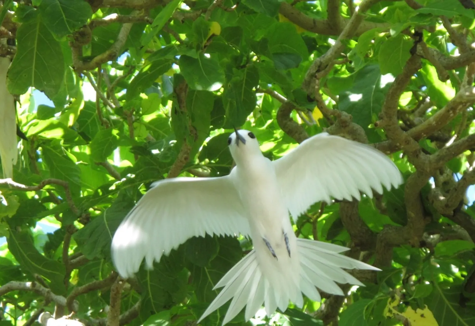 white tern