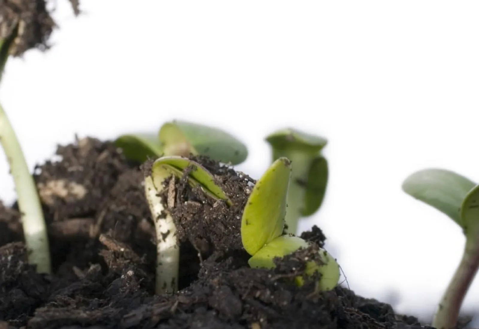 les germes poussent dans le compost