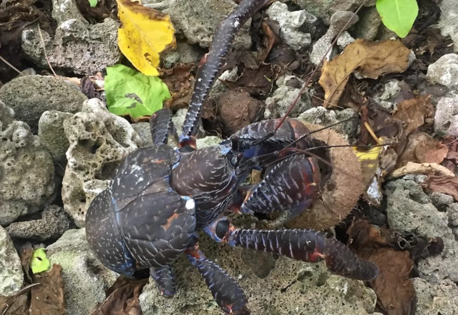 coconut crab