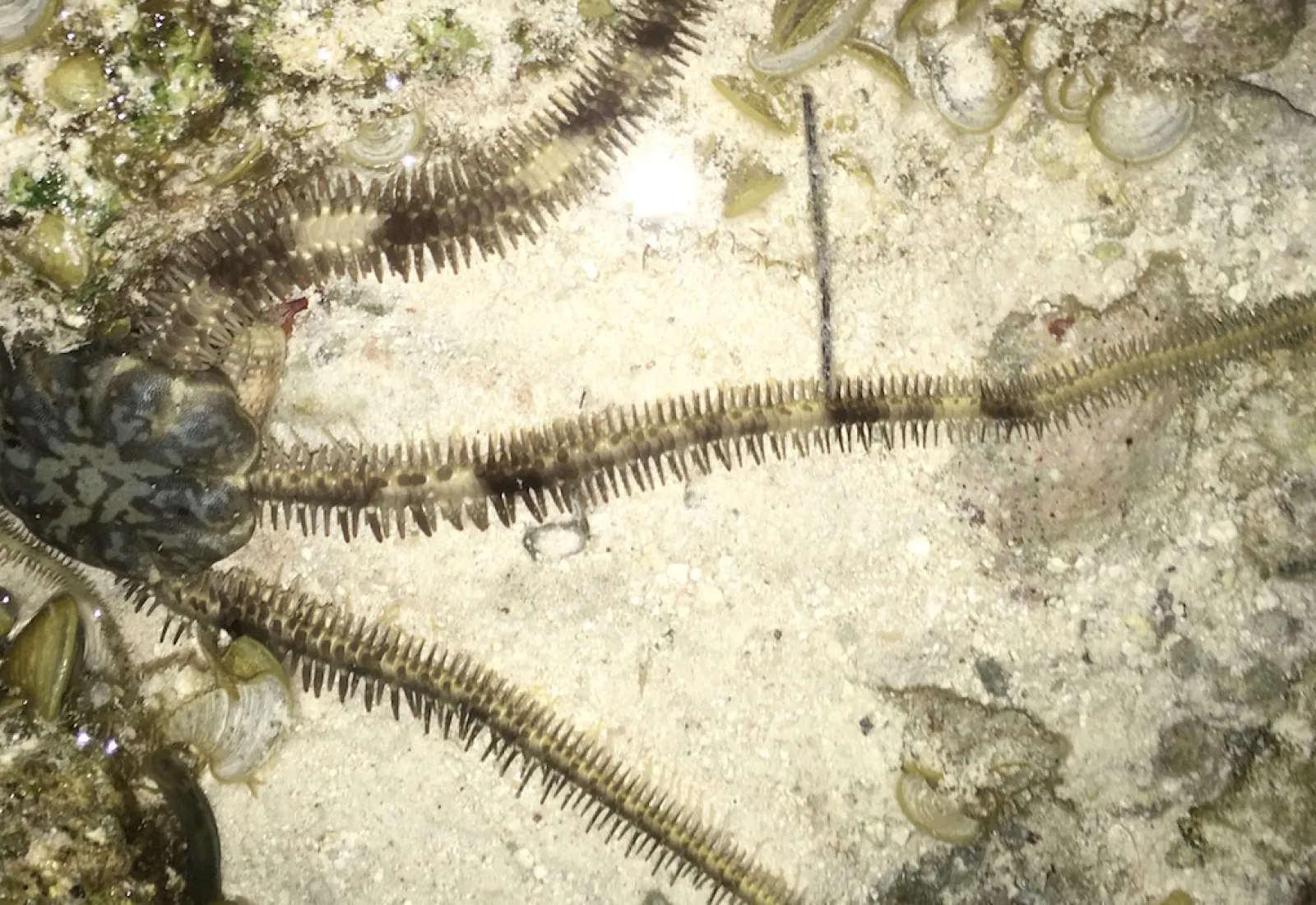 brittle star at night