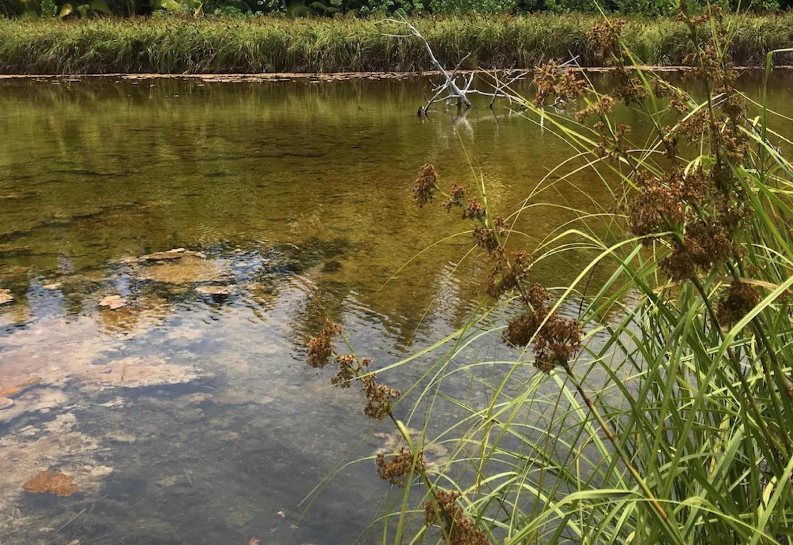 wetland on Tetiaroa