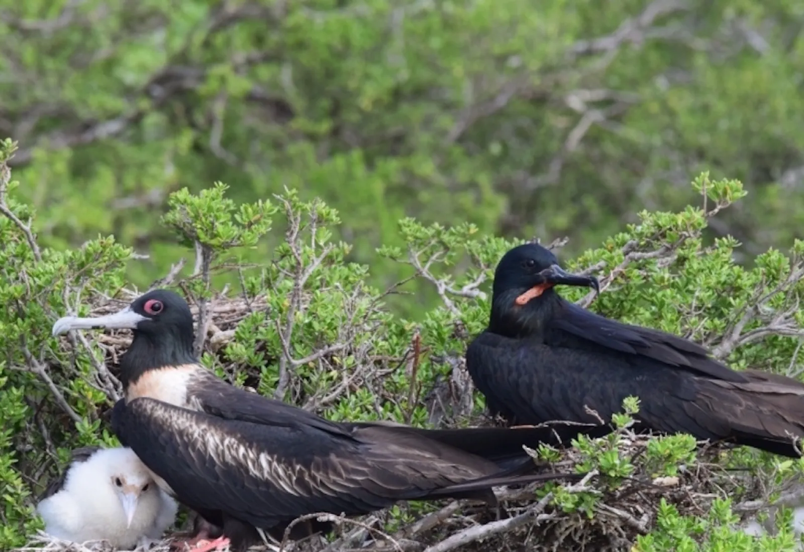 A family of frigatebirds