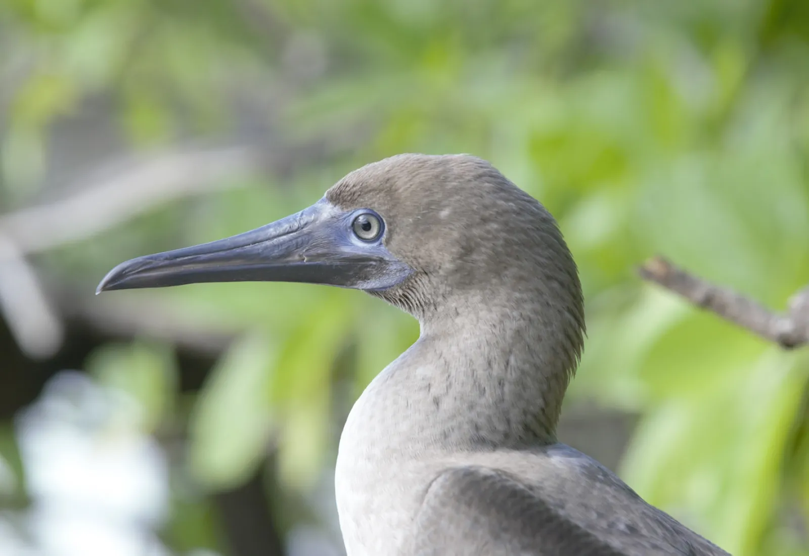 brown booby