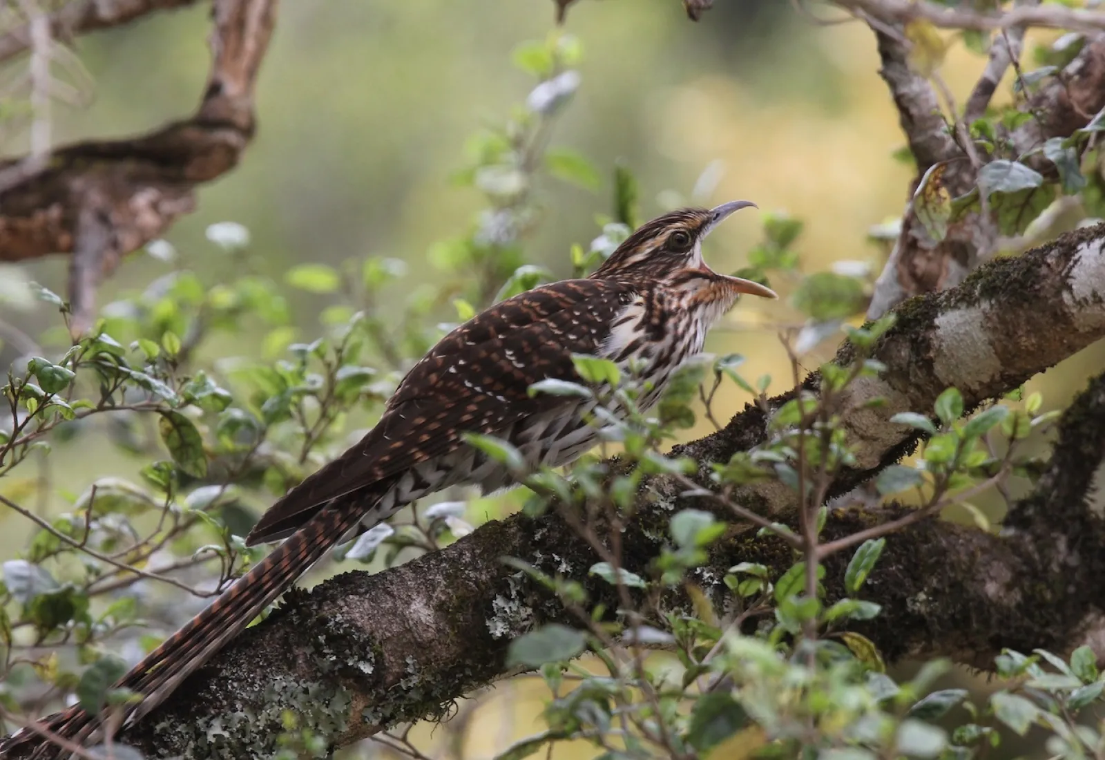 Adult long-tailed cuckoo calling