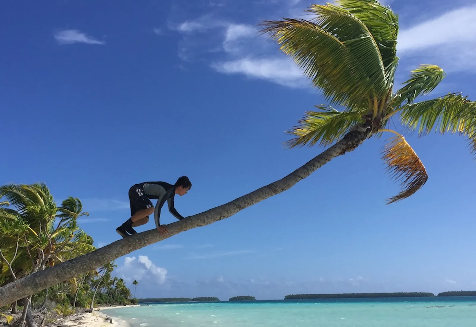 climbing a coconut tree