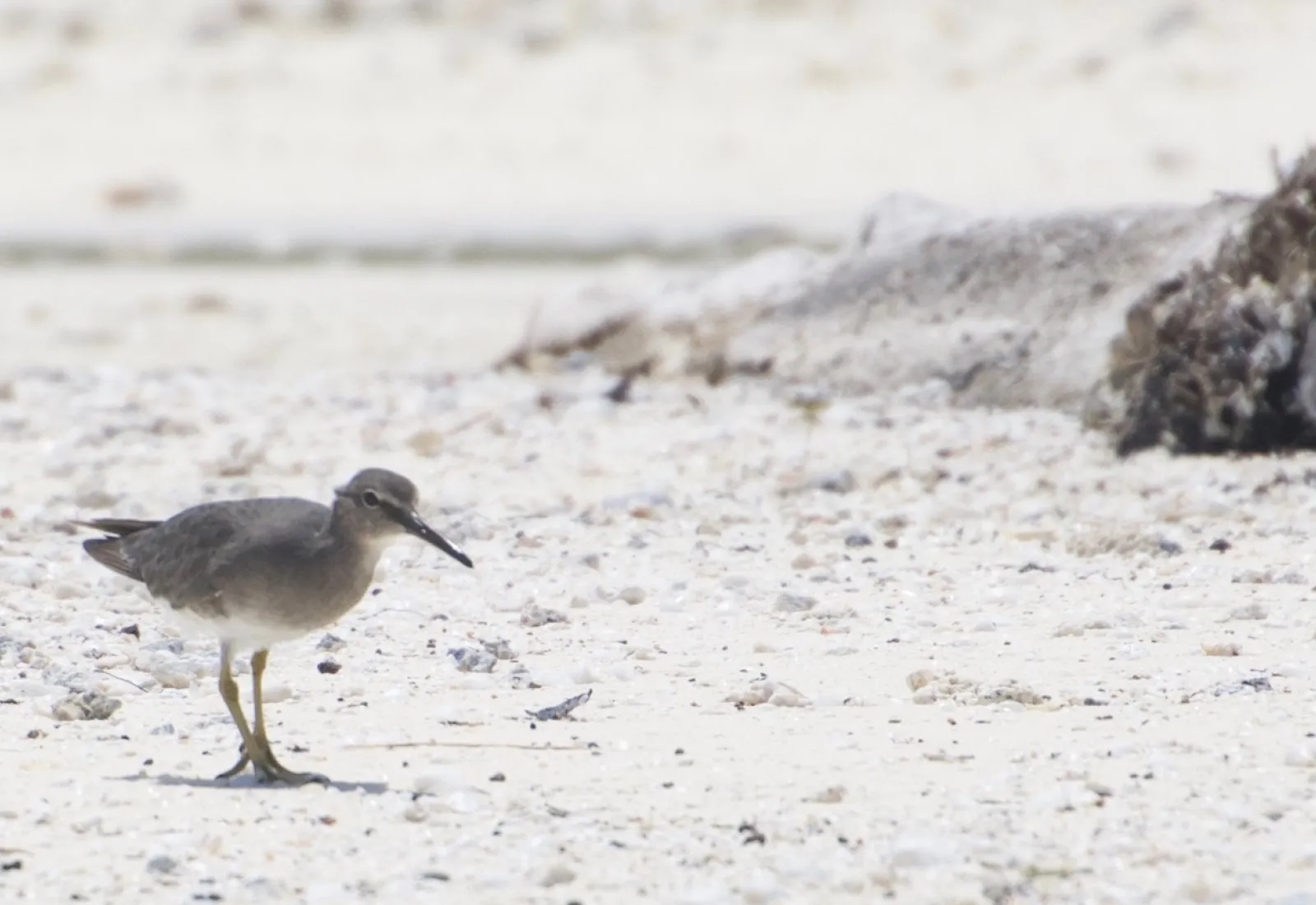 Uriri on a Tetiaroa beach