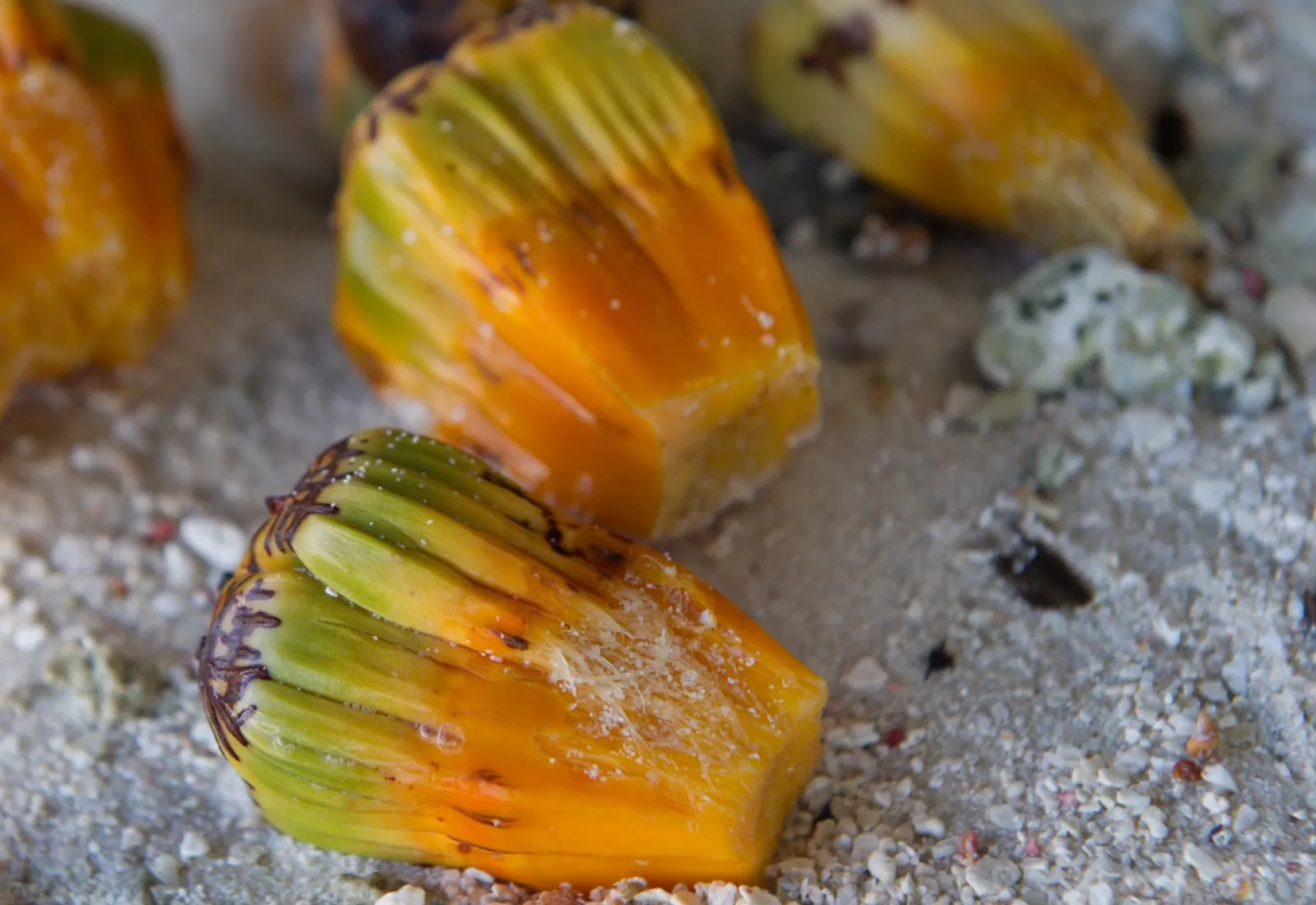 ripe pandanus drupes