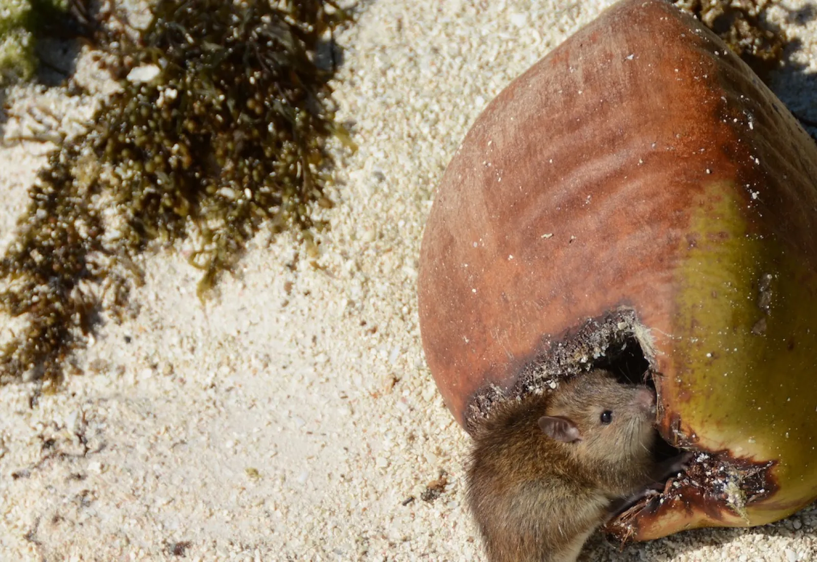 a rat, snacking on a coconut