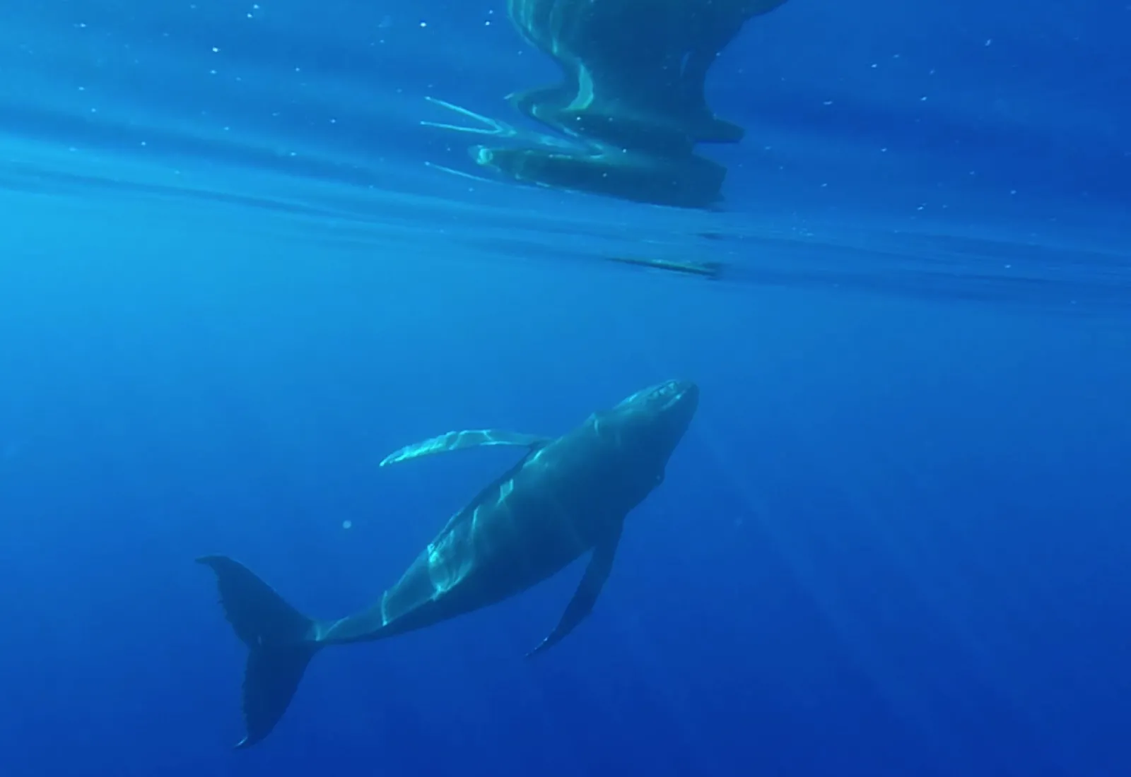 young humpback whale