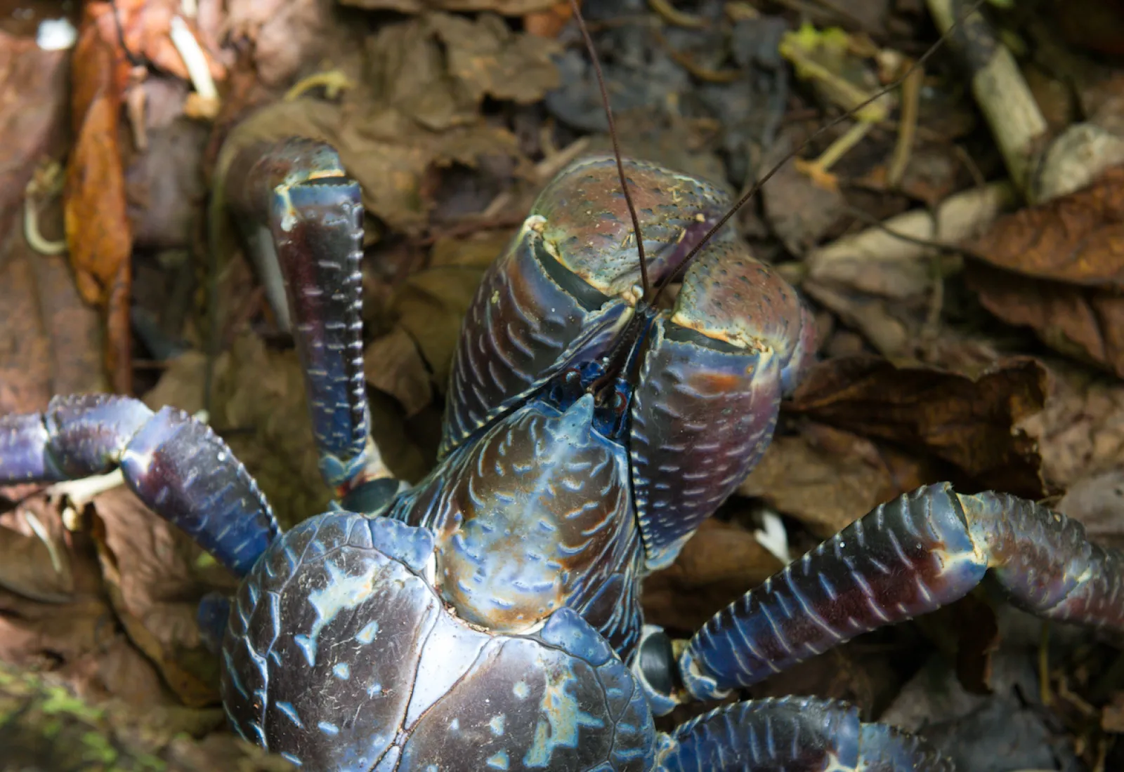 coconut crab