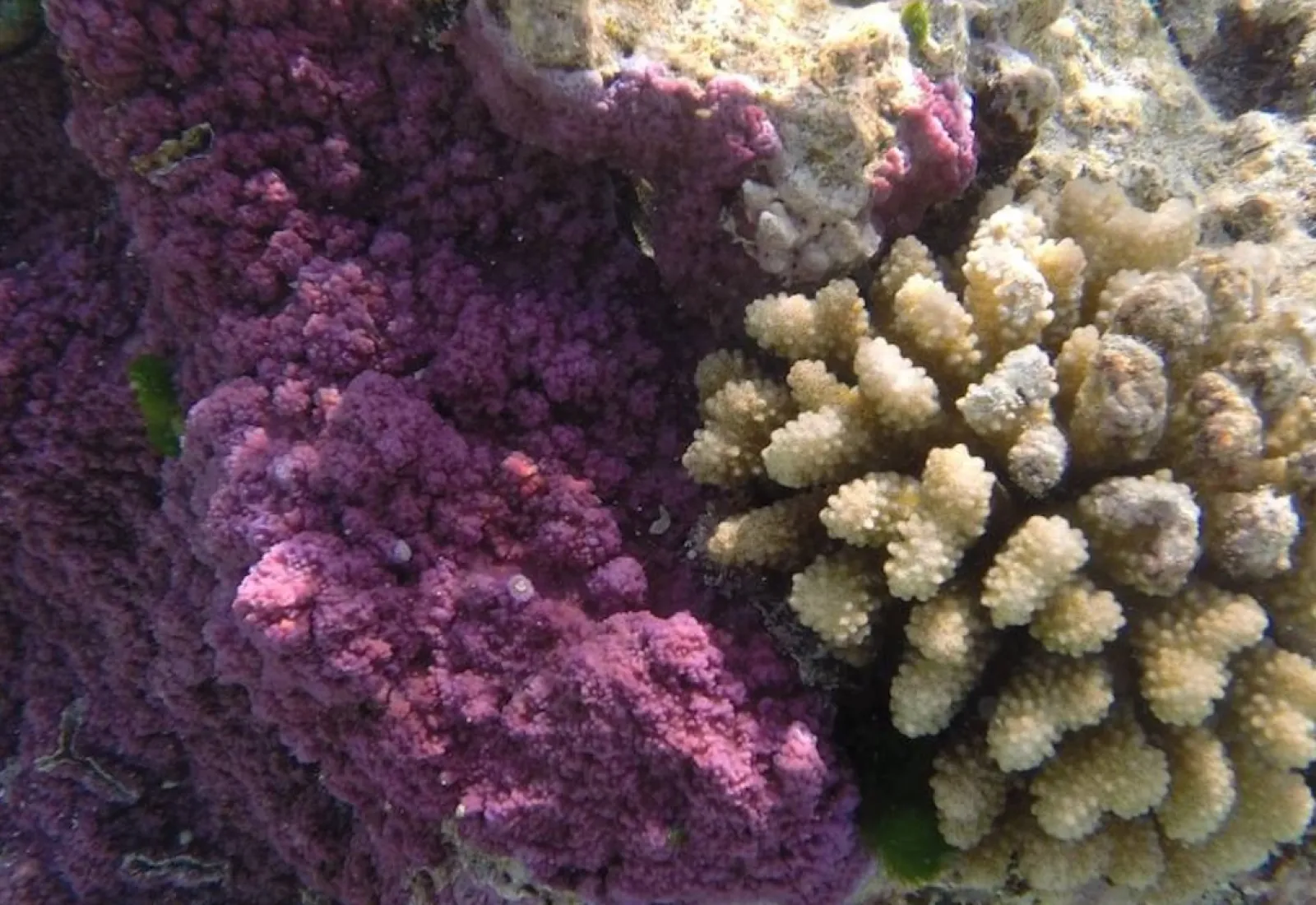 UW scientists are studying coral around Tetiaroa atoll