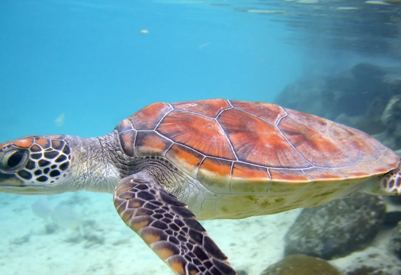 Honu dans le lagon