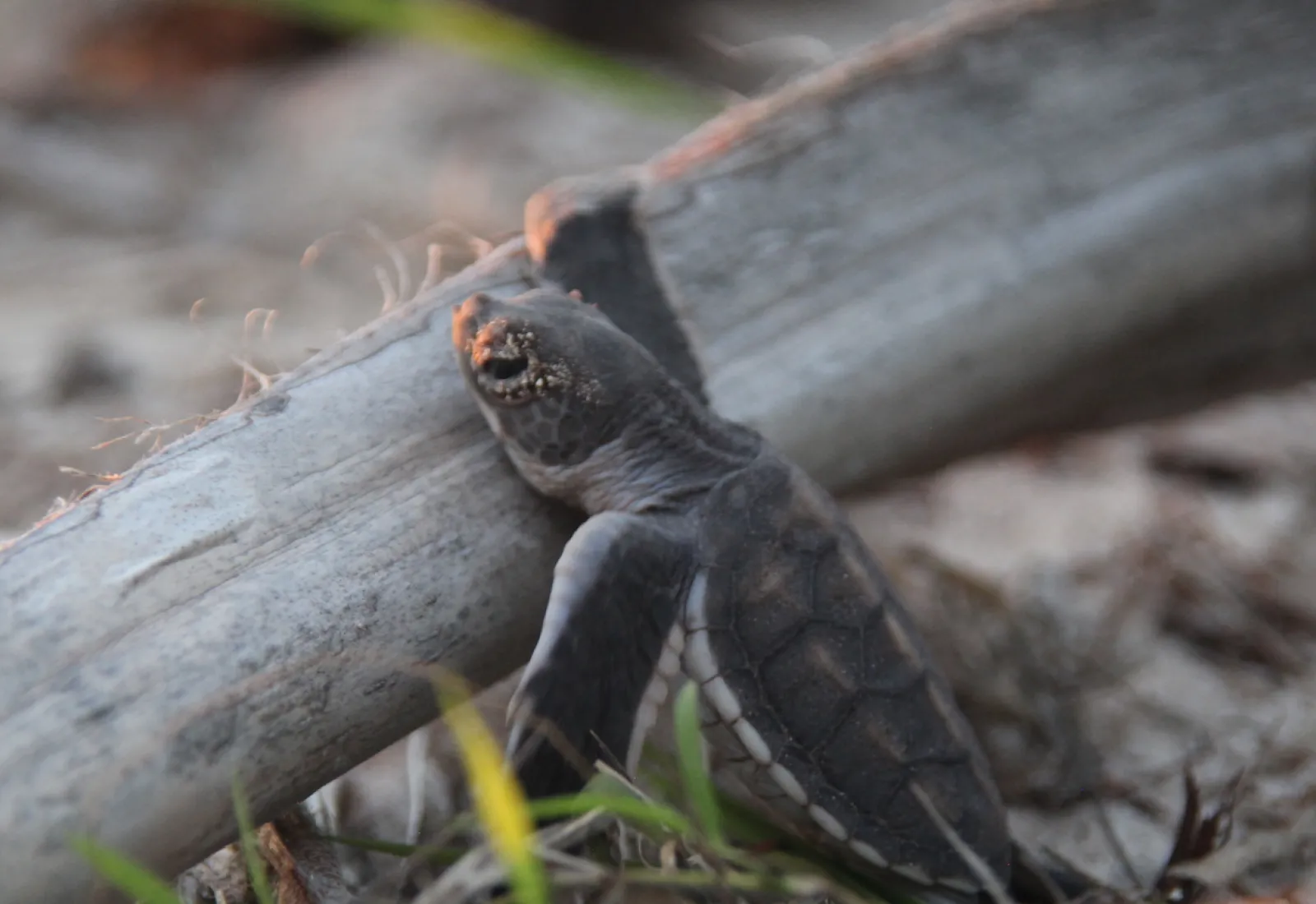baby turtle on tetiaroa atoll threatened by invasive rats