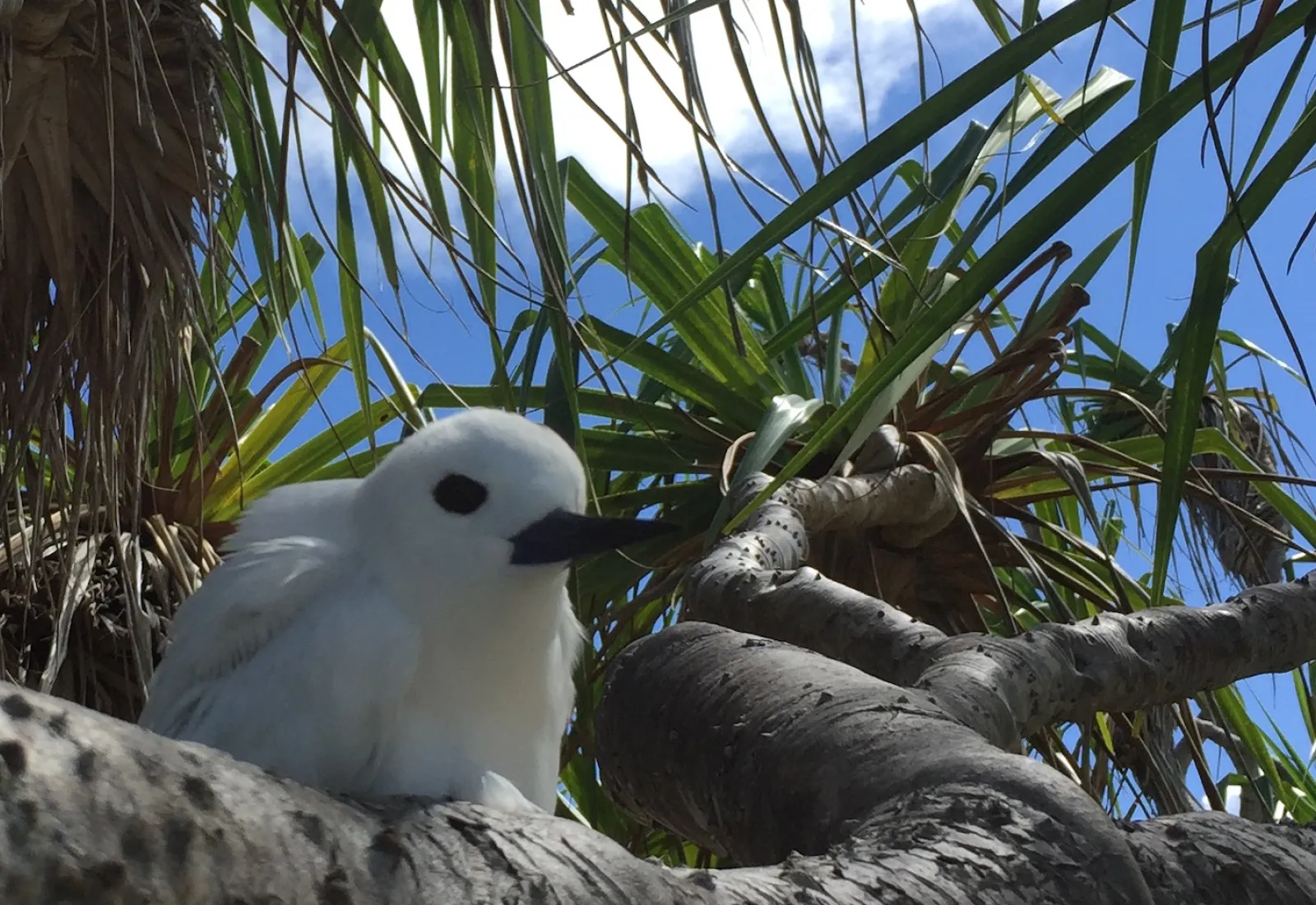 white tern on a pandanus branch