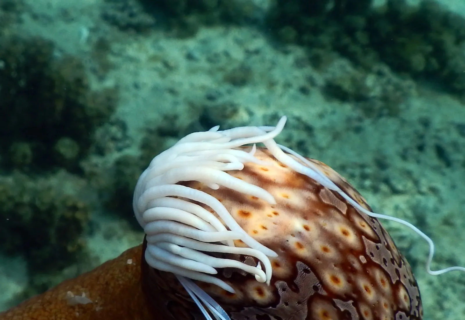 sea cucumber with sticky defense threads