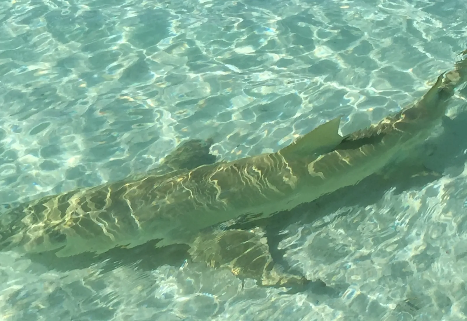 sickle-fin lemon sharks in the Tetiaroa lagoon