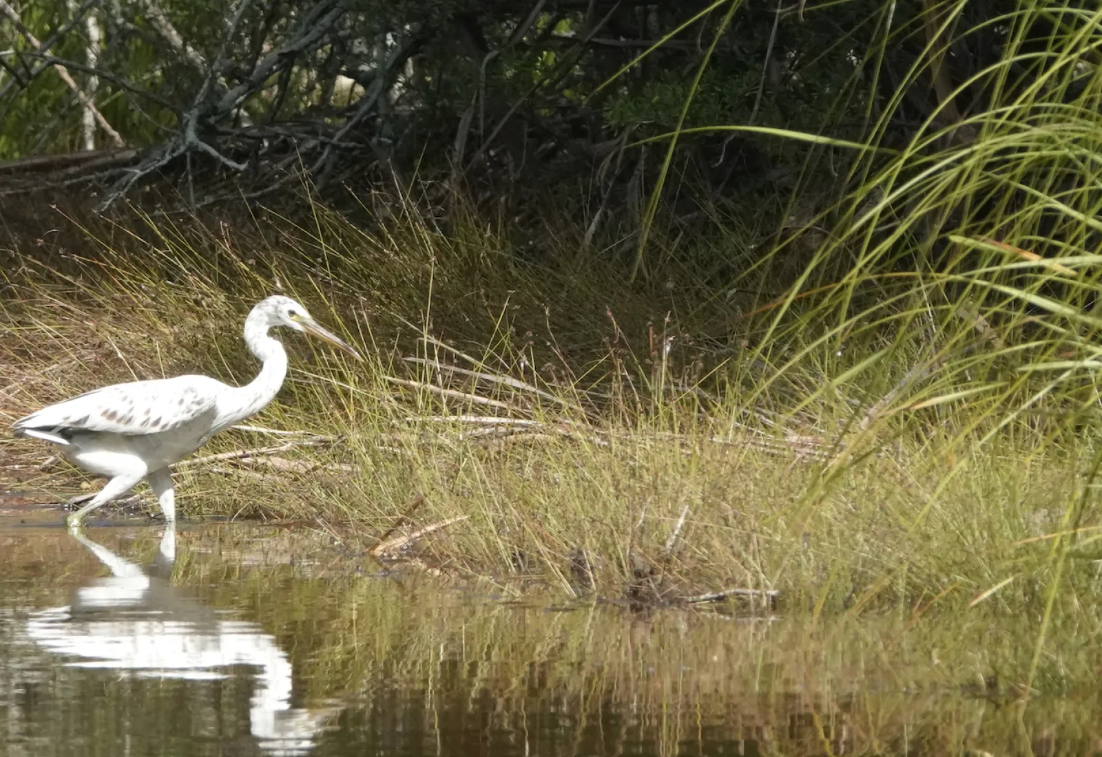 Aigrette sacrée