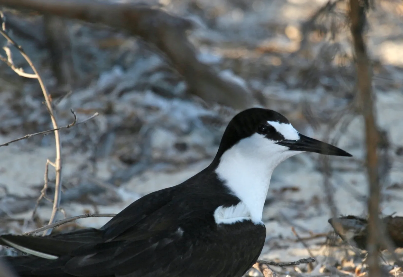 sooty tern