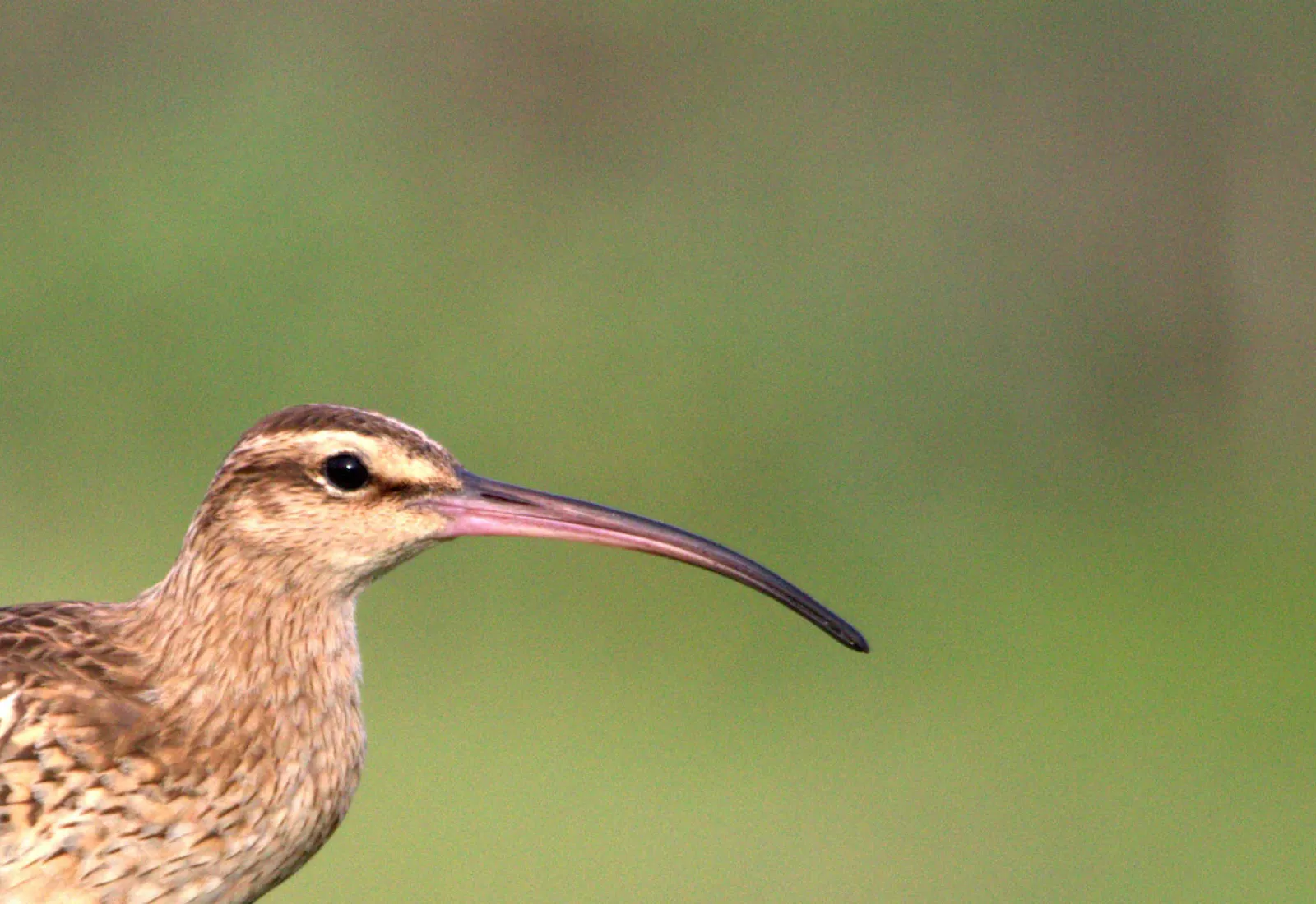 bristle-thighed curlew